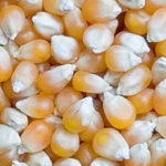 Maize Corn